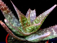 Aloe saponaria (maculata)